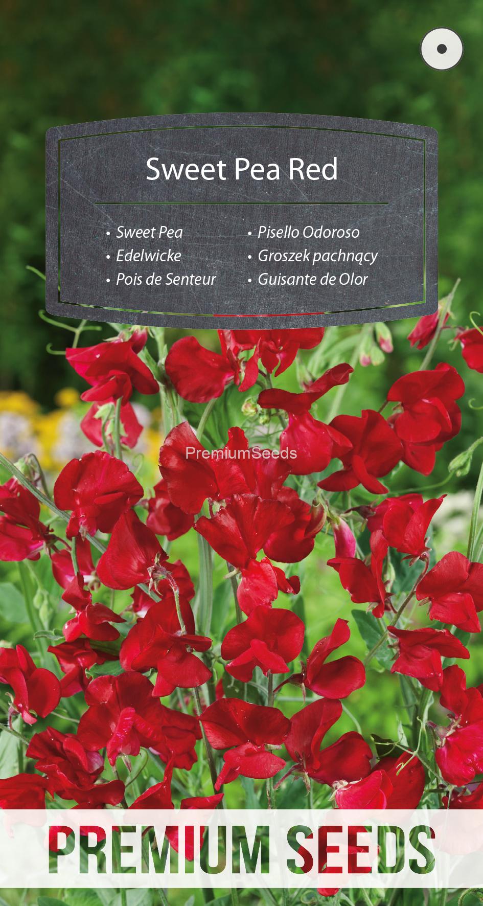 WORLD N 151 9395.indd Sweet Pea Red - seeds