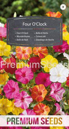 Four O'Clock - seeds