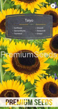Sunflower - Taiyo - seeds
