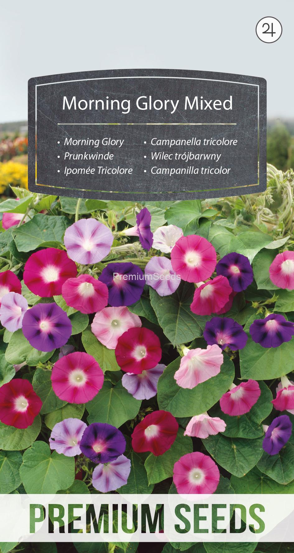 WORLD N 152 5698.indd Morning Glory Mixed - seeds