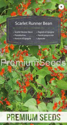 Scarlet Runner Bean - seeds