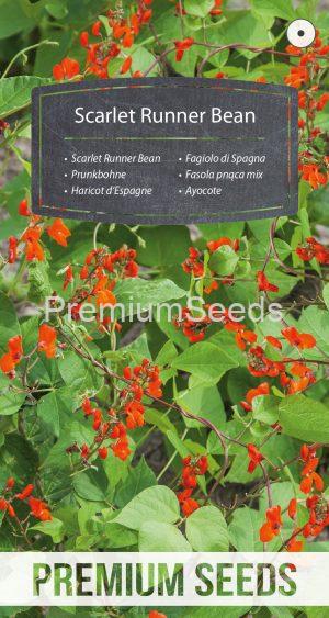 Scarlet Runner Bean - seeds