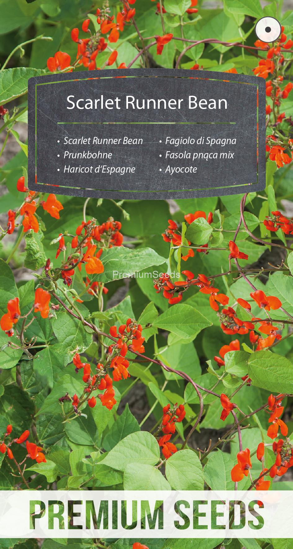 WORLD N 160 0587.indd Scarlet Runner Bean - seeds