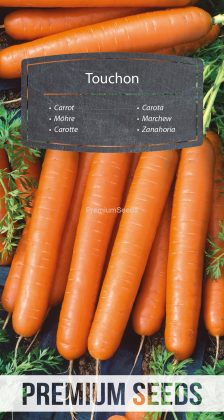 Carotte - Touchon - semences