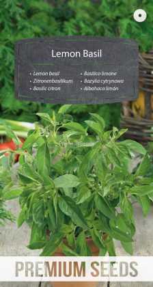 Zitronenbasilikum - Samen