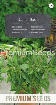 Lemon basil - seed