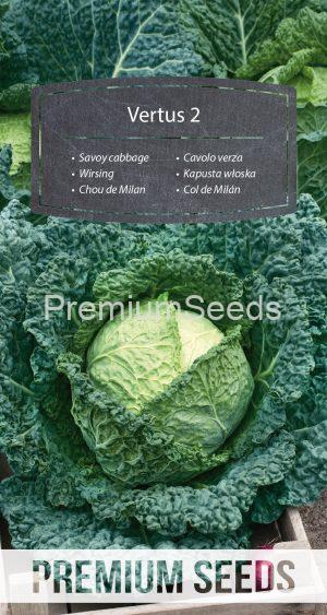 Savoy cabbage - Vertus 2 - seeds