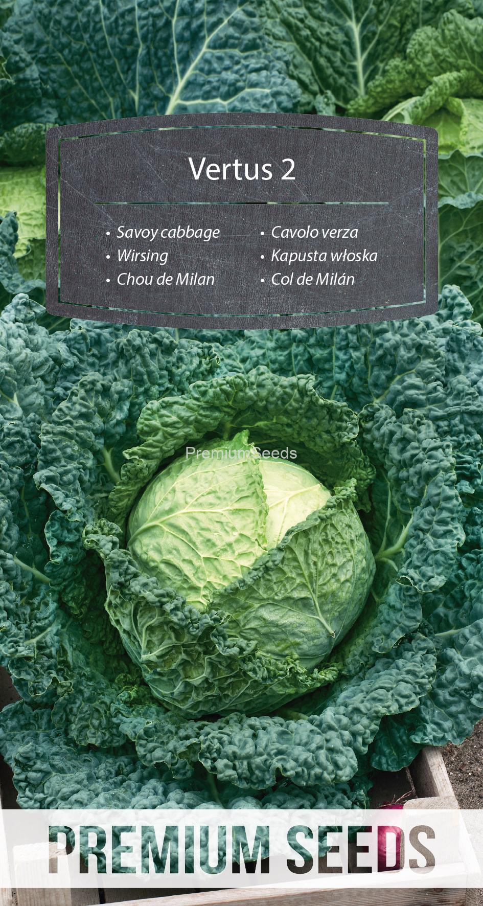 WORLD N 170 4468.indd Savoy cabbage - Vertus 2 - seeds
