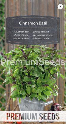Cinnamon basil - seeds