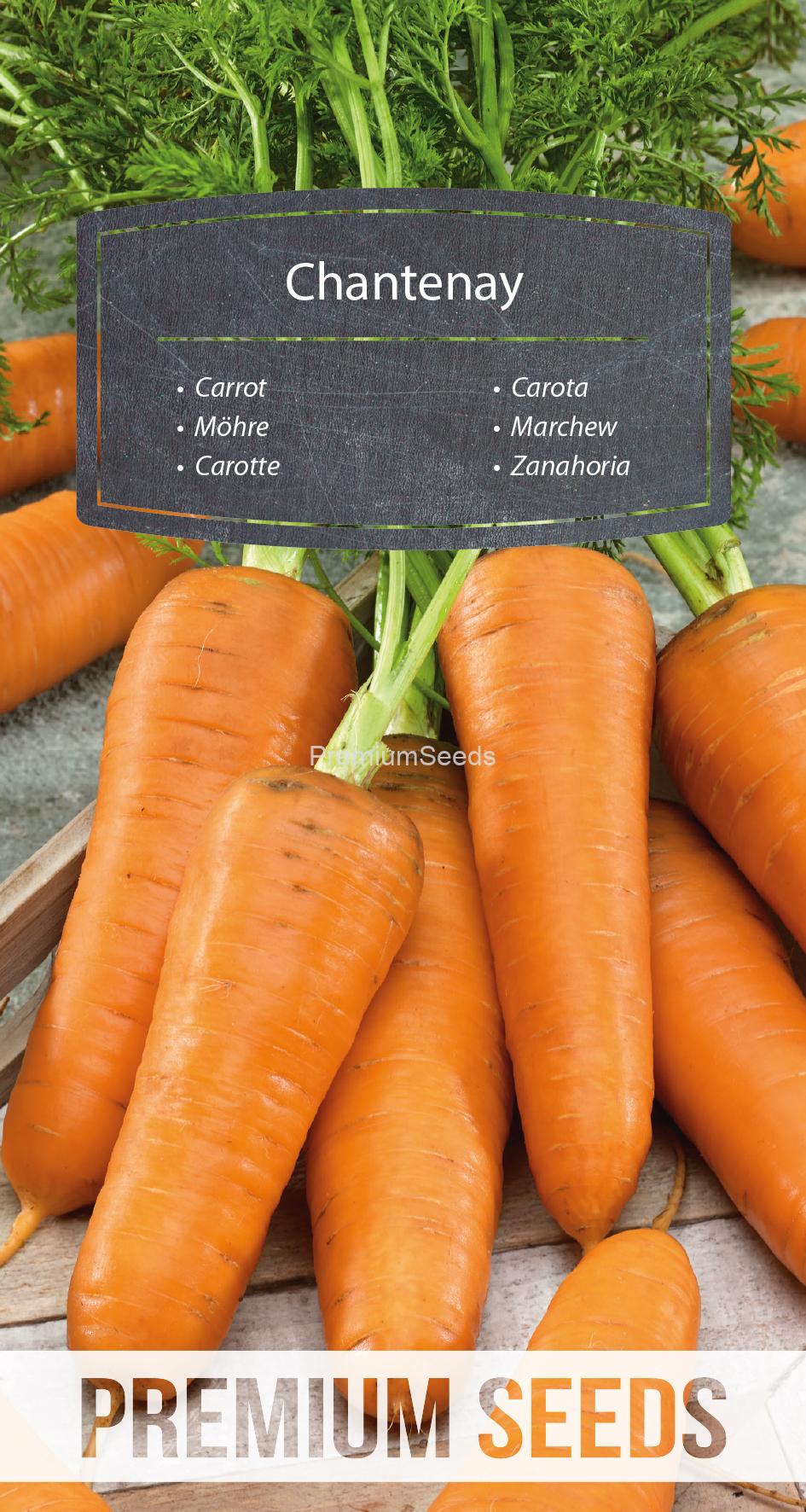 WORLD N 171 5012.indd Carota - Chantenay - semi