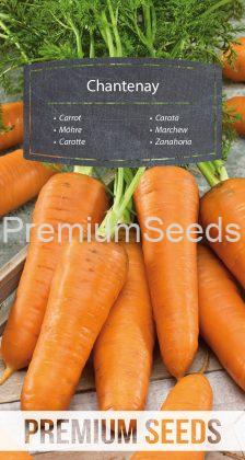 Zanahoria - Chantenay - semillas
