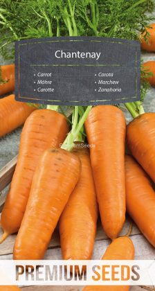 Zanahoria - Chantenay - semillas