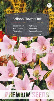 Balloon Flower Pink - seeds