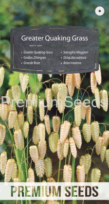 Greater Quaking Grass - seeds