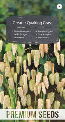 Greater Quaking Grass - seeds