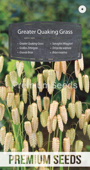 Greater Quaking Grass - seeds