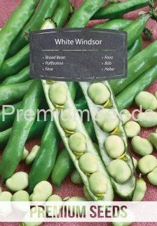 Broad Bean White Windsor - seeds