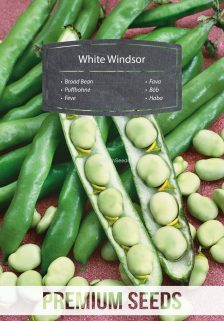 Fava - White Windsor - semi