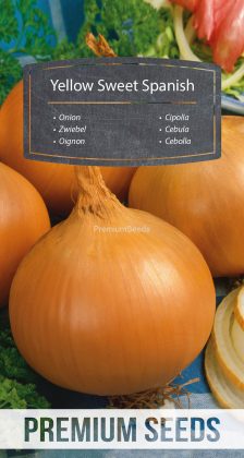 Cebolla - Yellow Sweet Spanish - semillas