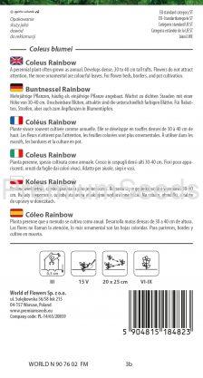 Buntnessel Rainbow - Samen