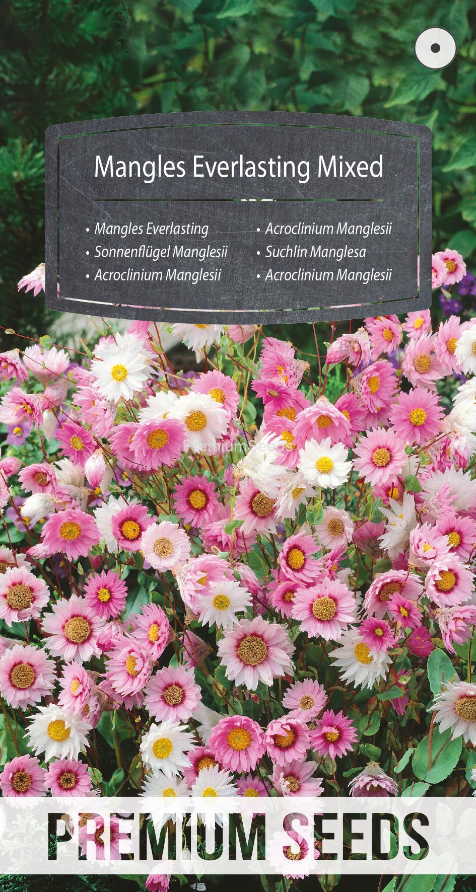 WORLD N 91 51 00.indd Mangles Everlasting Mixed - seeds
