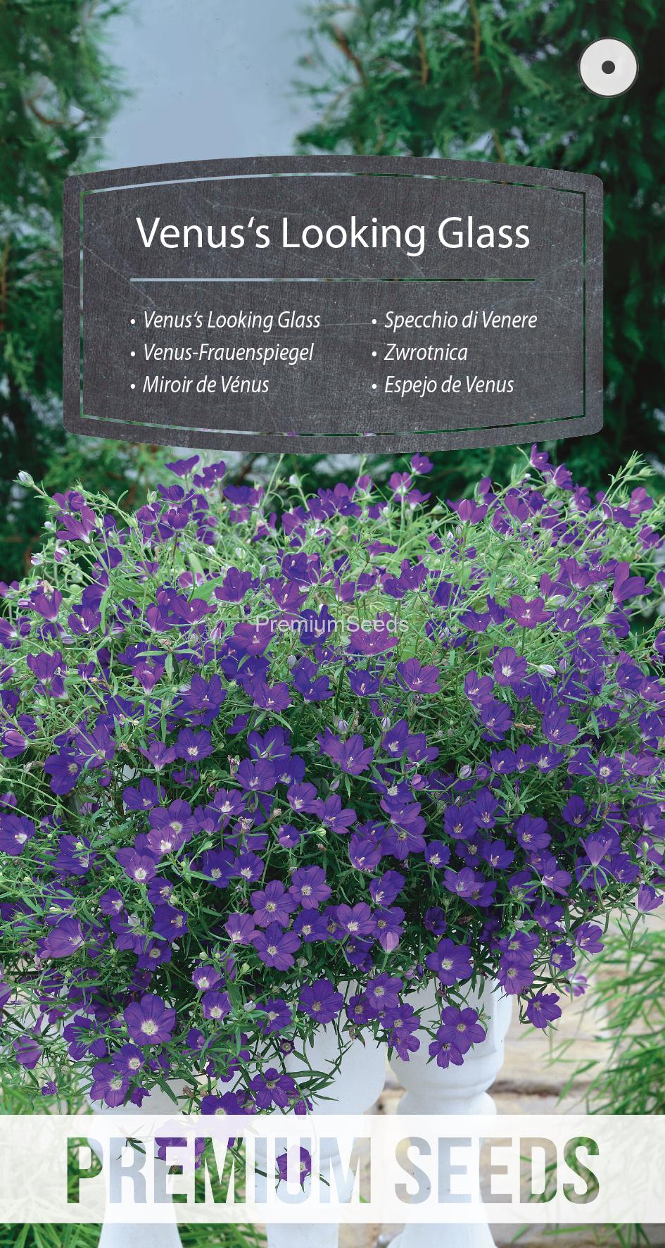 WORLD N 91 85 00.indd Venus's Looking Glass - seeds