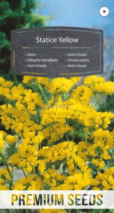 Geflügelter Strandflieder Gelb - Samen