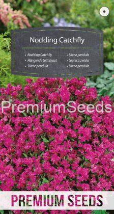 Nodding Catchfly - seeds