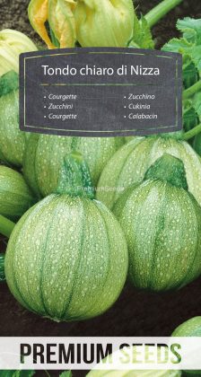 Courgette - Tondo chiaro di Nizza - semences
