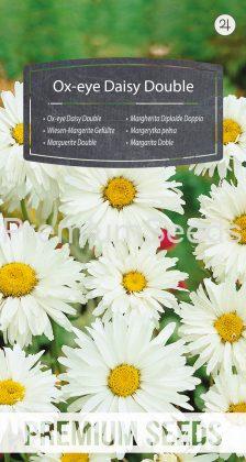Ox-eye Daisy Double - seeds