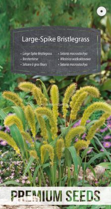 Borstenhirse - Samen