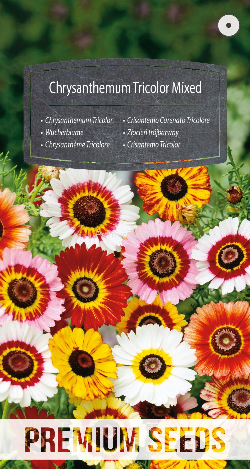 WORLD N G 450 0064.indd Chrysanthemum Tricolor Mixed - seeds