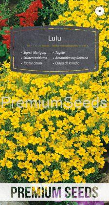 Studentenblume Lulu - Samen