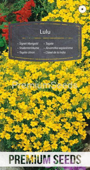 Signet Marigold Lulu - seeds