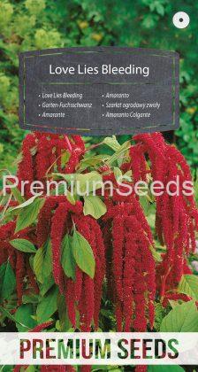 Love Lies Bleeding - seeds
