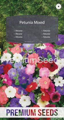Petunia Mixed - seeds