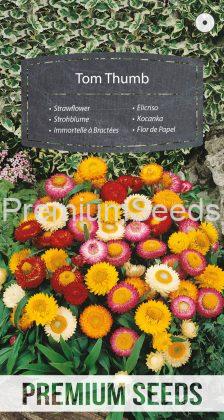 Zwerg Strohblume Tom Thumb Mischung - Samen