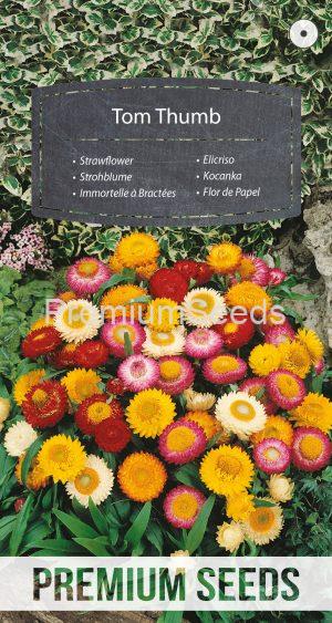 Zwerg Strohblume Tom Thumb Mischung - Samen