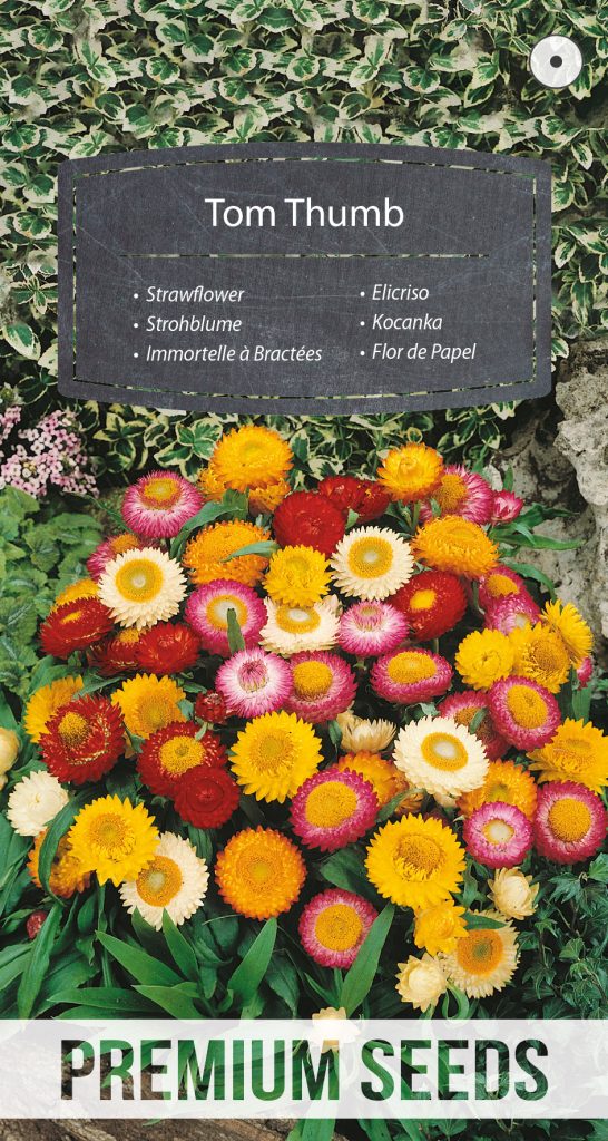 Dwarf Strawflower Tom Thumb Mixed PremiumSeeds producer of seeds