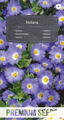 Glockenwinde - Samen