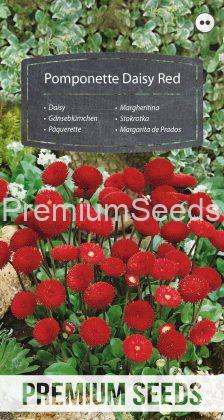 Pomponette Daisy Red - seeds