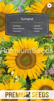 Sunflower - Sunspot - seeds