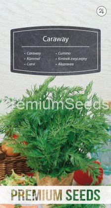 Carvi - semences