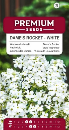 Dame’s Rocket – White – seeds