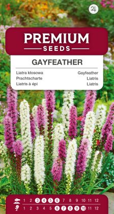 Gayfeather – Mixed – seeds