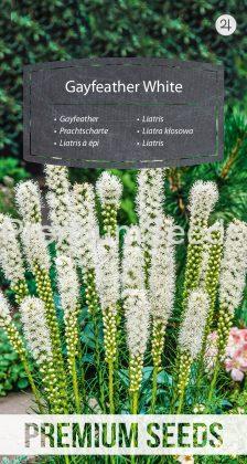Gayfeather - White - seeds