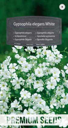 Gipsofila Elegante Blanca - semillas