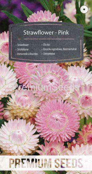 Strawflower - Pink - seeds