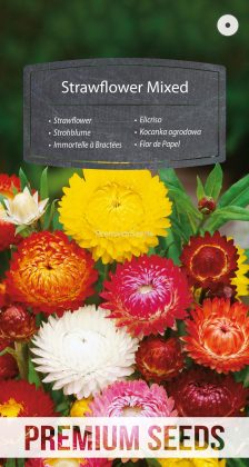 Immortelle à Bractées Mélange - semences