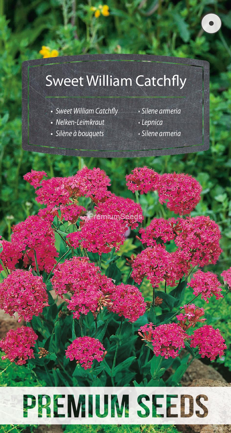 WORLD 14000827PA.indd Silene armeria - semi